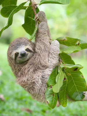 a brown sloth hanging from a tree branch at Villa Ananda in Ballena