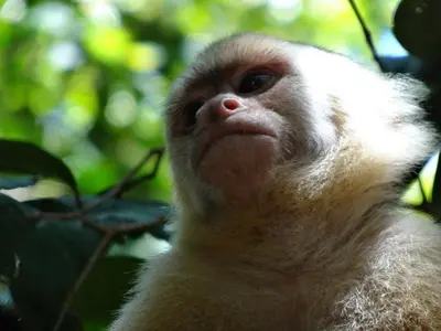 a monkey sitting in a tree looking up at Villa Ananda in Ballena