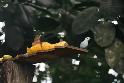 two birds sitting on top of a bird feeder at Arenal Descanso in Fortuna