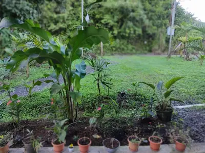a group of plants in a garden with a yard at Maricel House in San Rafael