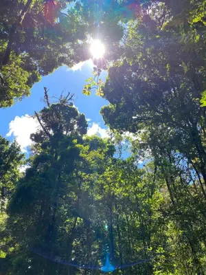 a view of the sky through the trees at Koi's House - Quebradillas de Dota in Santa María