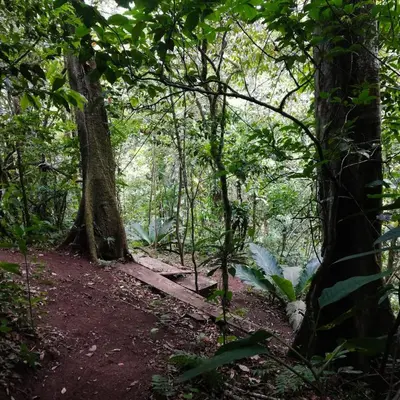 a trail in the woods with trees at Casa Urraca, Magnífica Vista al Océano Pacífico in Monteverde Costa Rica