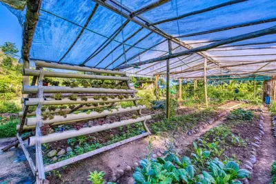 a garden with plants in a greenhouse at Toucan Valley Resort at Osa Mountain Village in Agua Buena
