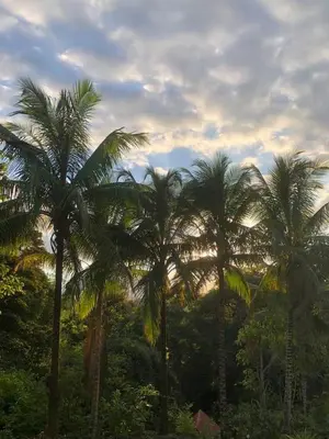 a group of palm trees against a cloudy sky at Puesta del Sol in Quepos