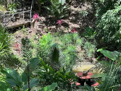 a garden with many different plants and flowers at Puesta del Sol in Quepos
