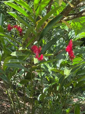 a plant with red flowers on it with green leaves at Puesta del Sol in Quepos