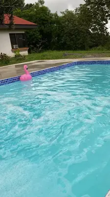 a pink rubber duck in a swimming pool at daBene - Bed & Breakfast in Alajuela City