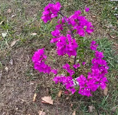 a bunch of purple flowers in the grass at daBene - Bed & Breakfast in Alajuela City