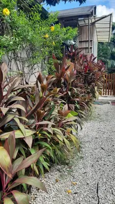 a row of plants in front of a house at The Lizard in Santa Teresa Beach