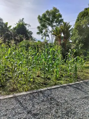 a field of corn on the side of a road at Tiny house PZ in San Rafael Norte