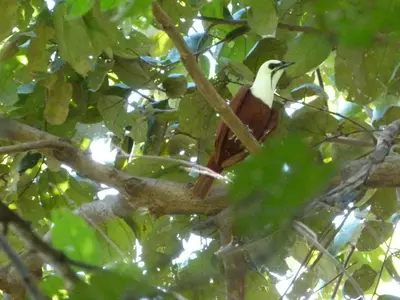 a bird perched on top of a tree branch at Nicoya Silvestre in Lepanto