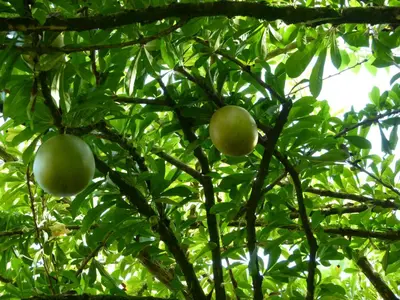 two green apples on a tree with green leaves at Nicoya Silvestre in Lepanto