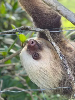 a sloth hanging from a tree at Glamping Campo Alegre in Cartago