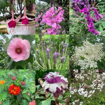 a collage of pictures of flowers in a garden at Glamping Campo Alegre in Cartago