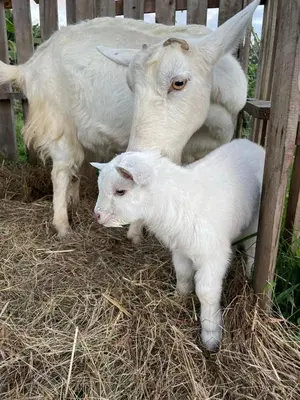 a couple of goats standing next to a baby lamb at Glamping Campo Alegre in Cartago