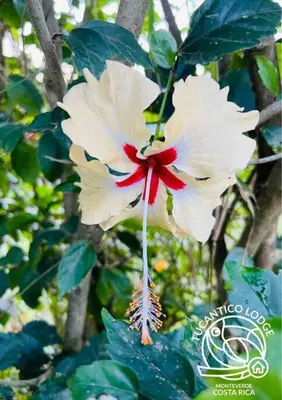 a white flower is hanging from a tree at TucanTico Lodge - Monteverde in Monteverde Costa Rica
