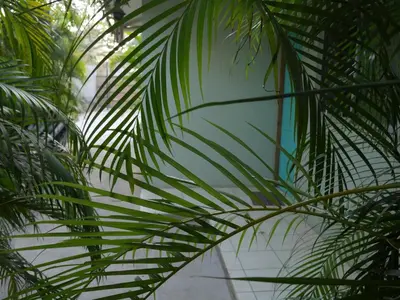 a close up of a palm tree branch at Cote Pacific Casitas in Huacas