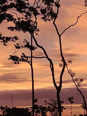 two trees with a sunset in the background at Alto Luciérnaga in Guayacán