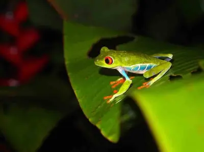 a green frog sitting on a green leaf at Casita Lidia Bijagua in Bijagua