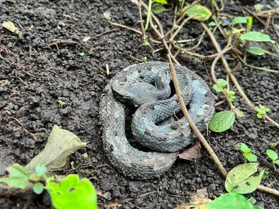 a snake sitting on the ground in the dirt at Casita Lidia Bijagua in Bijagua