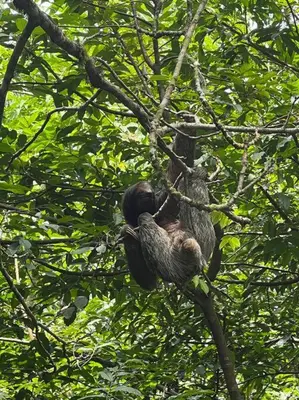 two sloths are sitting in a tree at Casita Lidia Bijagua in Bijagua
