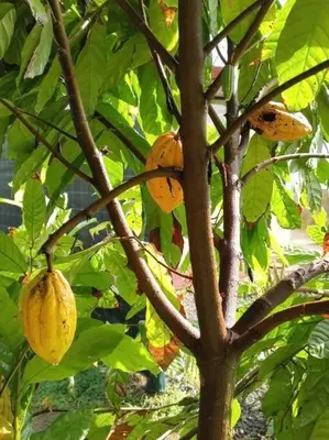 a close up of a tree with fruit on it at Villas Altos del Arenal in Fortuna