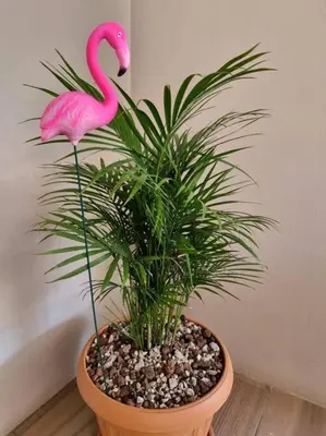a pink flamingo plant sitting in a pot at Department H González 2 in Alajuela City