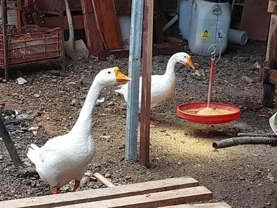 two white ducks standing next to a bowl of food at Residencia las brisas Griegas in Quepos