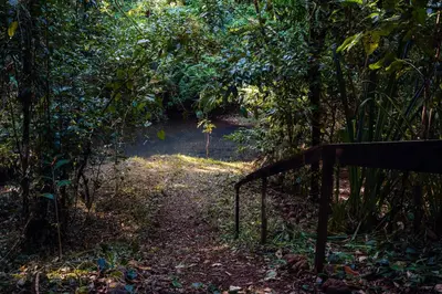 a dirt trail in the middle of a forest at Miles Away in Cóbano