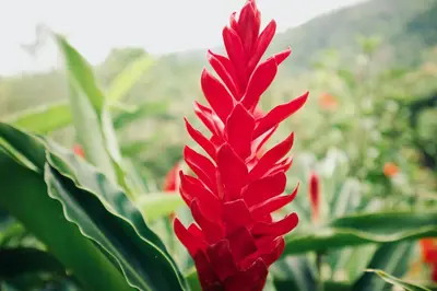 a red flower with a mountain in the background at Jungle Home with King Beds -5 Minutes from the Beach in Uvita