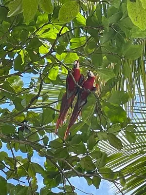 two red birds sitting on a tree branch at Villa Cola de Ballena Uvita in Uvita