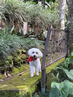 a white dog with a bow tie sitting on a bench at Eco Villas Tambor Tucanes in Tambor