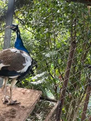 a peacock standing on top of a fence at Eco Villas Tambor Tucanes in Tambor