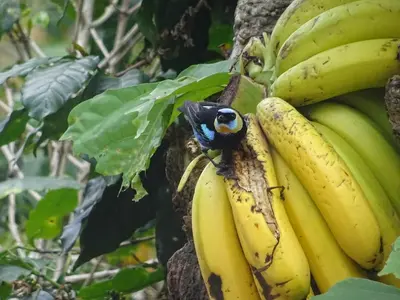 a peacock sitting on a bunch of bananas on a tree at Jessie's Country House Rivas in Rivas