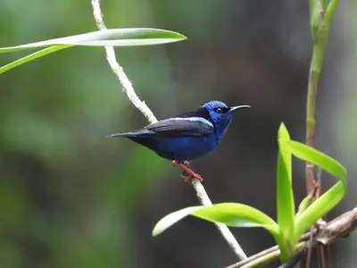 a blue bird perched on a tree branch at Jessie's Country House Rivas in Rivas