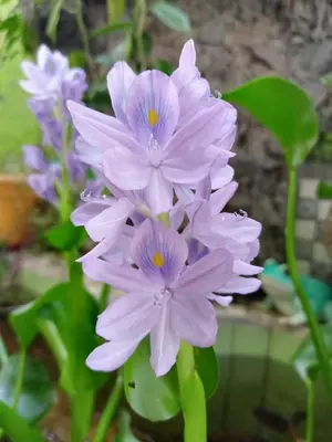 a bunch of purple flowers in a vase at Nirvana Apartament Hostal in Alajuela City