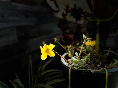 a yellow flower in a potted plant at Chillout House in Monteverde Costa Rica