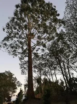 a large tree in the middle of a group of trees at Casa del Eucalipto in Sabana Redonda