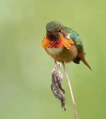 a bird perched on top of a branch at Reserva y Estancia Robles Mimosos Lodge in Cartago