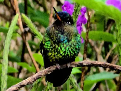 a humming bird sitting on a tree branch at Reserva y Estancia Robles Mimosos Lodge in Cartago