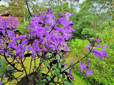 a bunch of purple flowers in a garden at Reserva y Estancia Robles Mimosos Lodge in Cartago