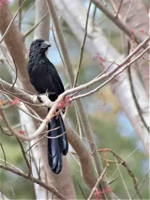 a black bird sitting on a tree branch at Casa Bus los Guanacastes in Veintisiete de Abril