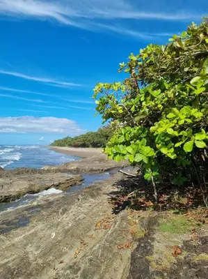 a tree on a beach near the ocean at Villa Amor del Mar with Breathtaking View of Ocean & Jungle in Dominical