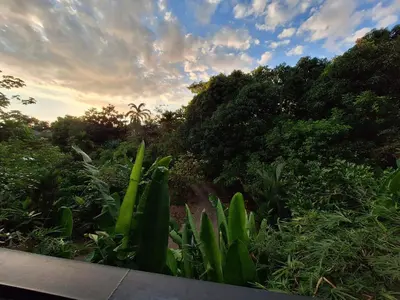 a field of plants and trees with a cloudy sky at Cabinas fave in Uvita