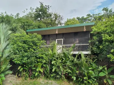 a house with a green roof in the jungle at Cabinas fave in Uvita