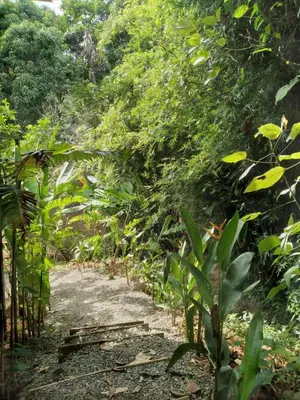 a path in the middle of a forest at Cabinas fave in Uvita