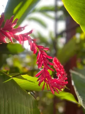 a bunch of red flowers on a green plant at Hotel Del Aserradero in Liberia