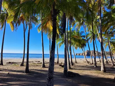 a group of palm trees on the beach at House in the palm forest in Carrillo
