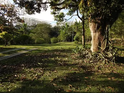 a tree in a park with leaves on the grass at Cosy Apartment near the Lake in Tilarán
