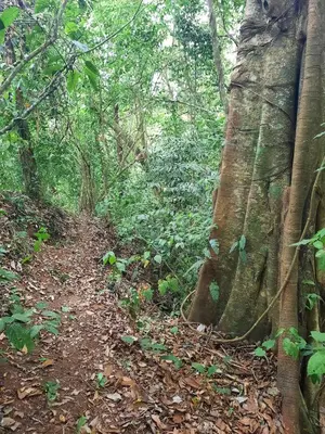 a dirt trail in a forest with trees and leaves at Lakeview Arenal Suite - 2025-2026 Traveller Award Winners in Tronadora